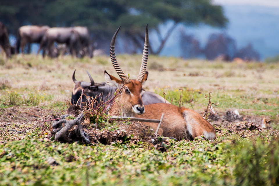 Antilope-mit-Gnu-Afrika