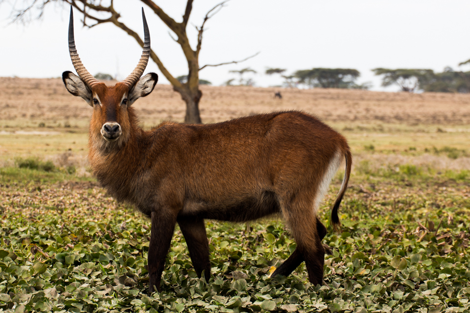 Weißnacken-Moorantilope-Afrika