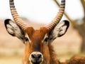 Weißnacken-Moorantilope-Nahaufnahme