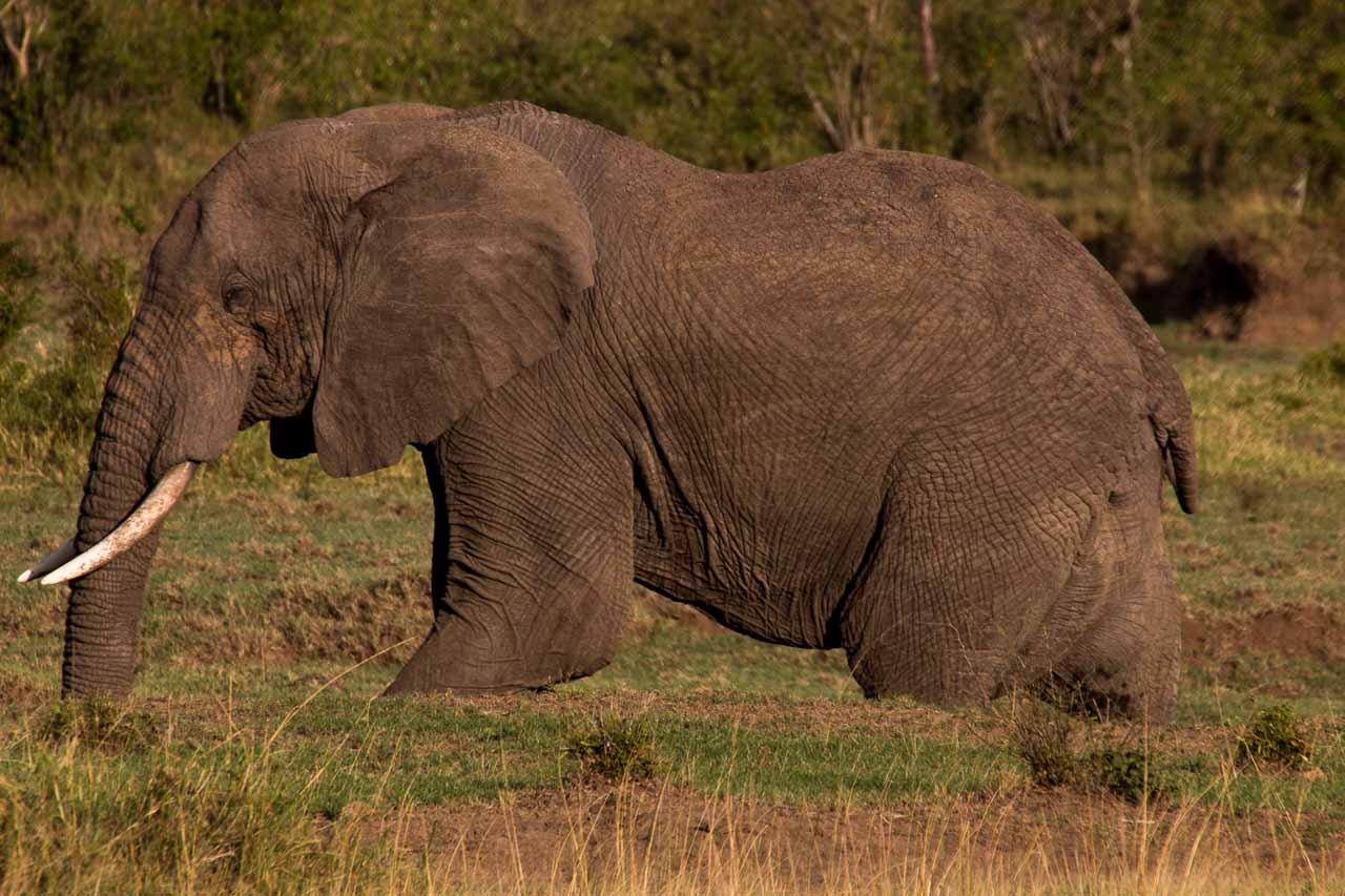 Elefant (20)