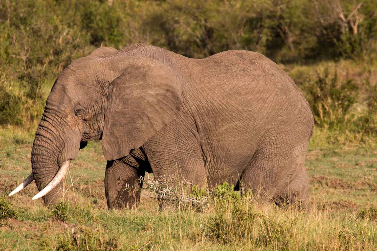 Elefant (21)