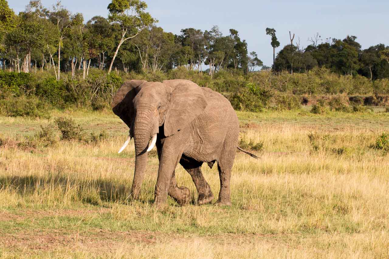 Elefant (24)