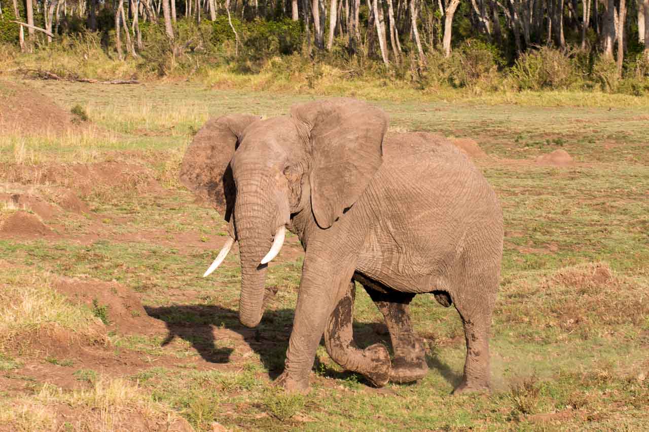 Elefant (25)