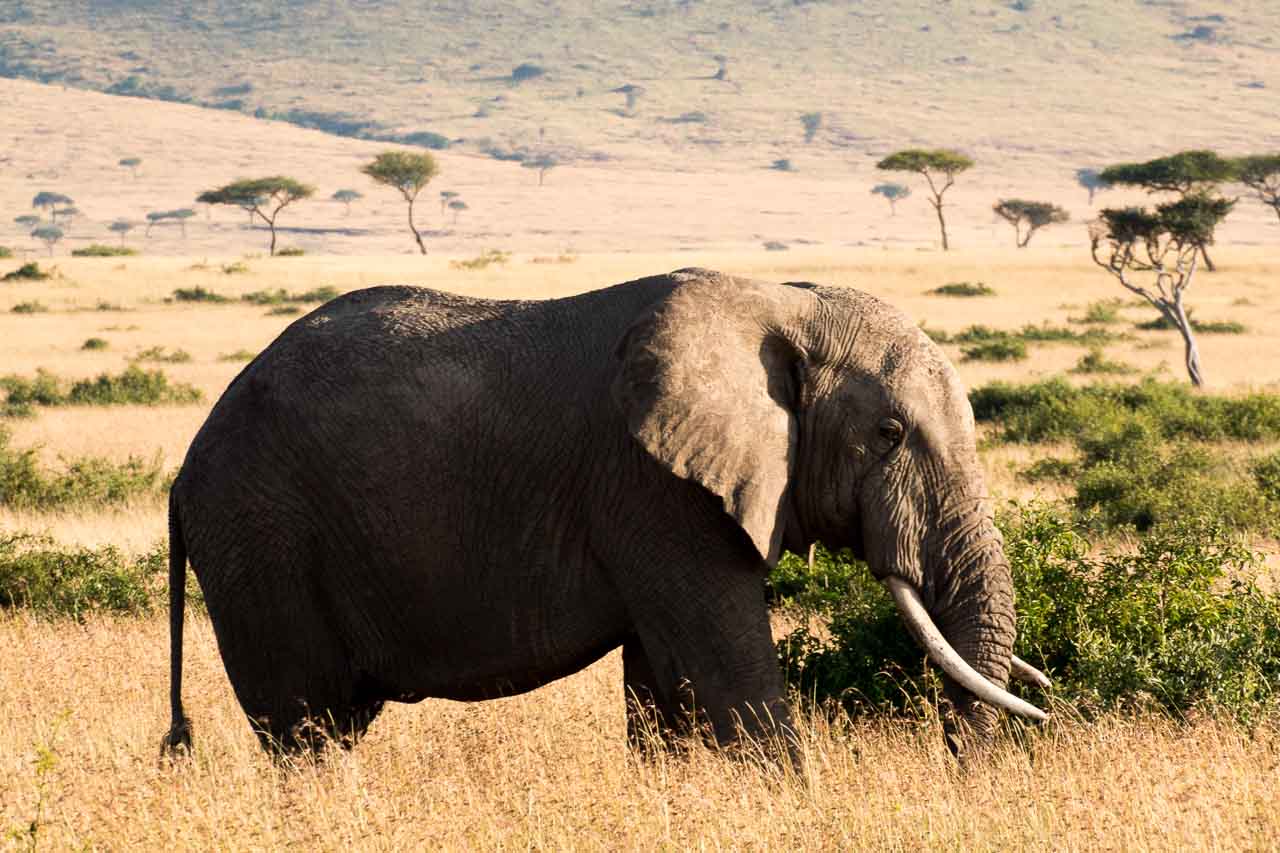 Elefant (39)