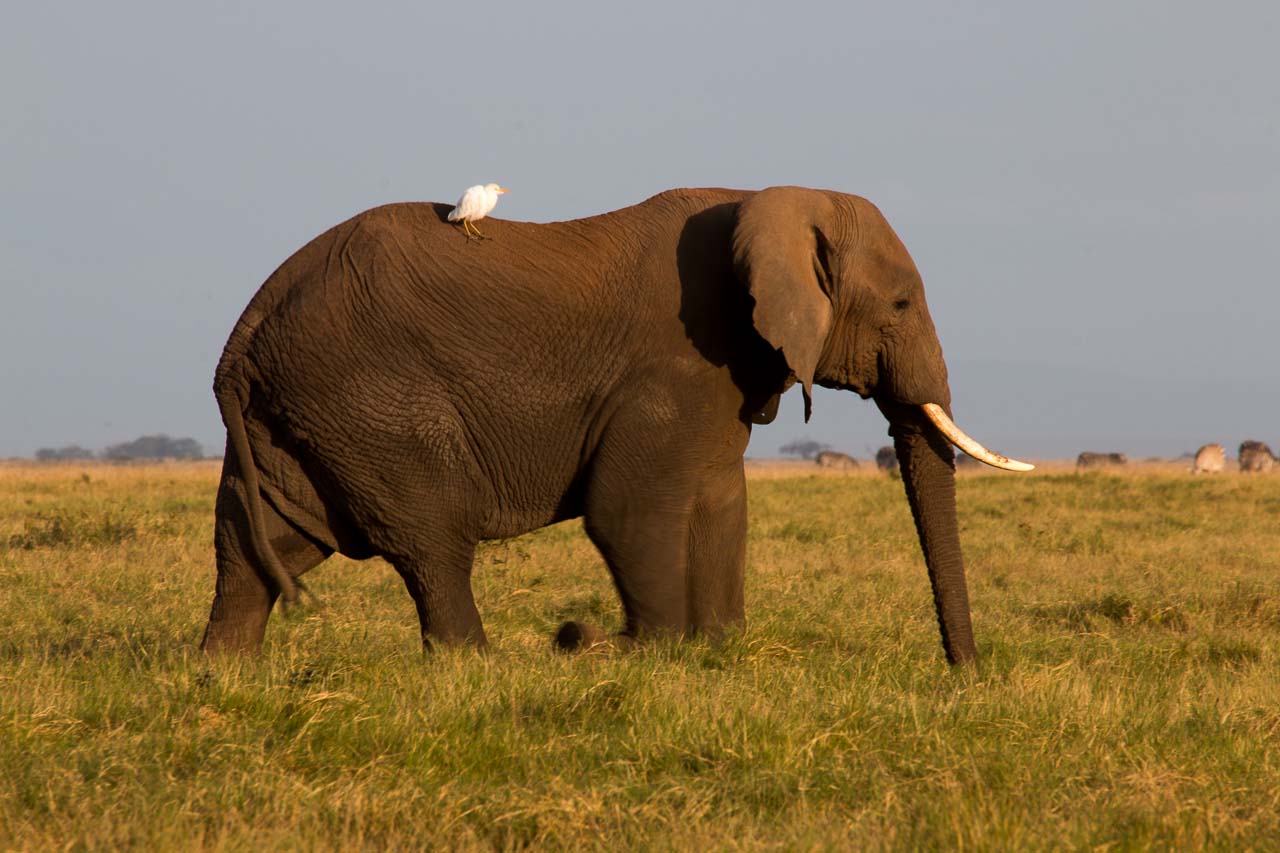 Elefant (4)