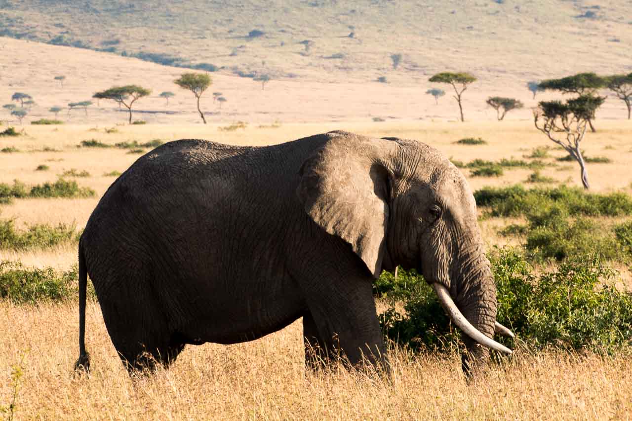 Elefant (40)