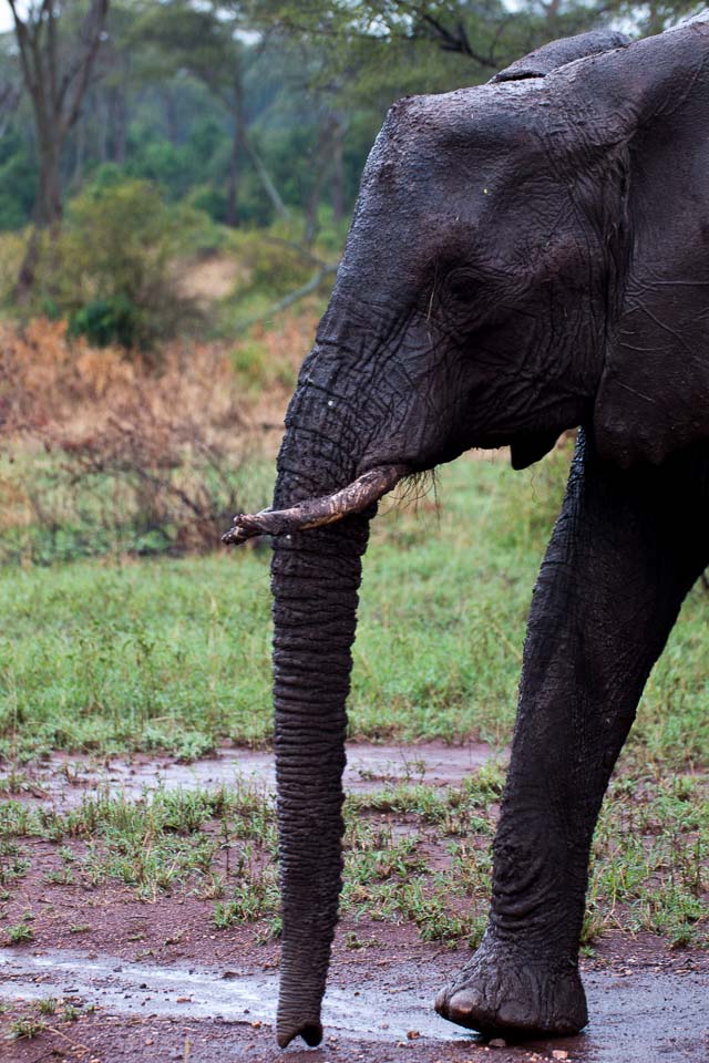 Elefant (55)