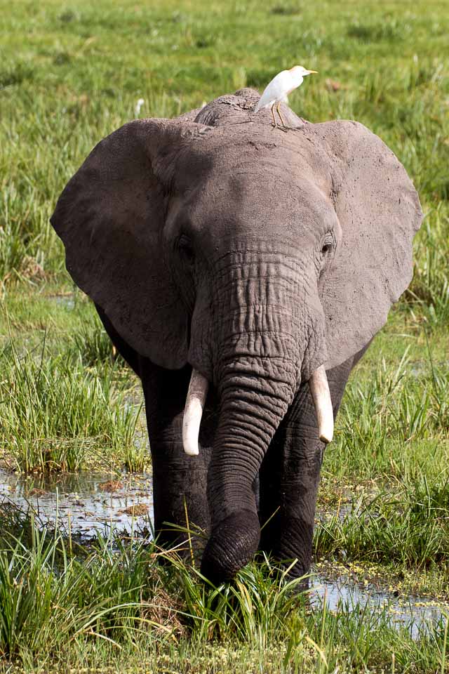 Elefant (59)