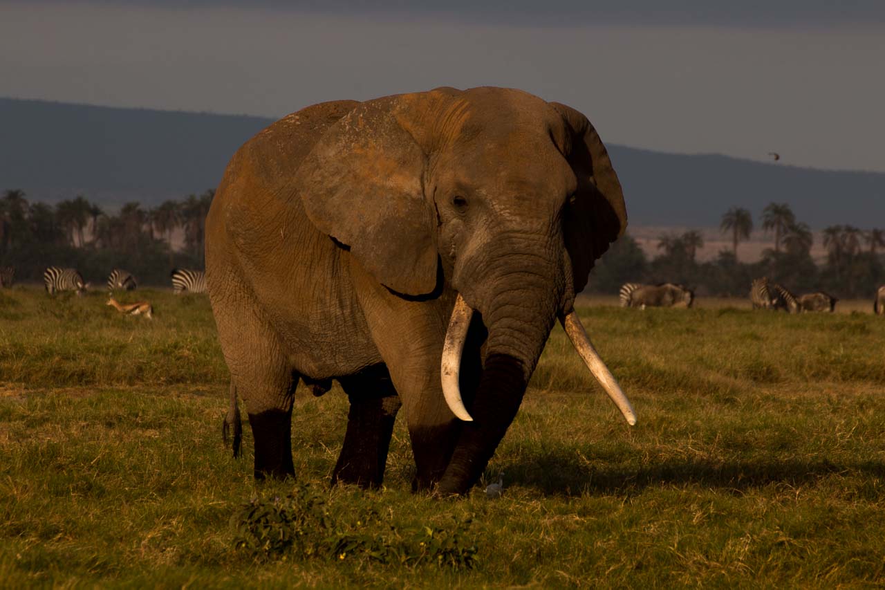 Elefant (6)