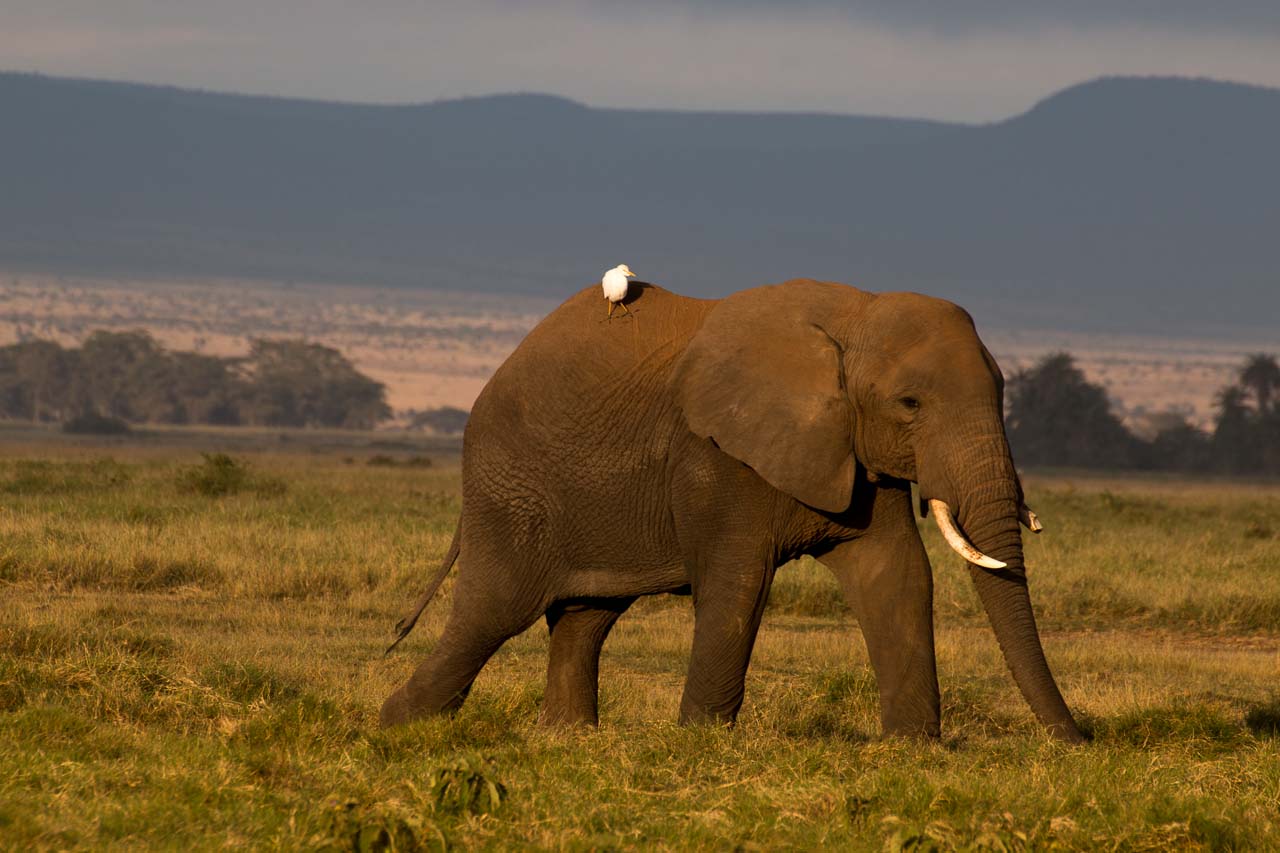 Elefant (7)