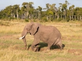 Elefant (26)