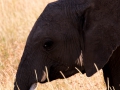 Elefant (44)