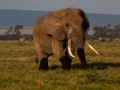 Elefant (5)