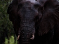 Elefant (53)