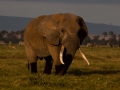 Elefant (6)
