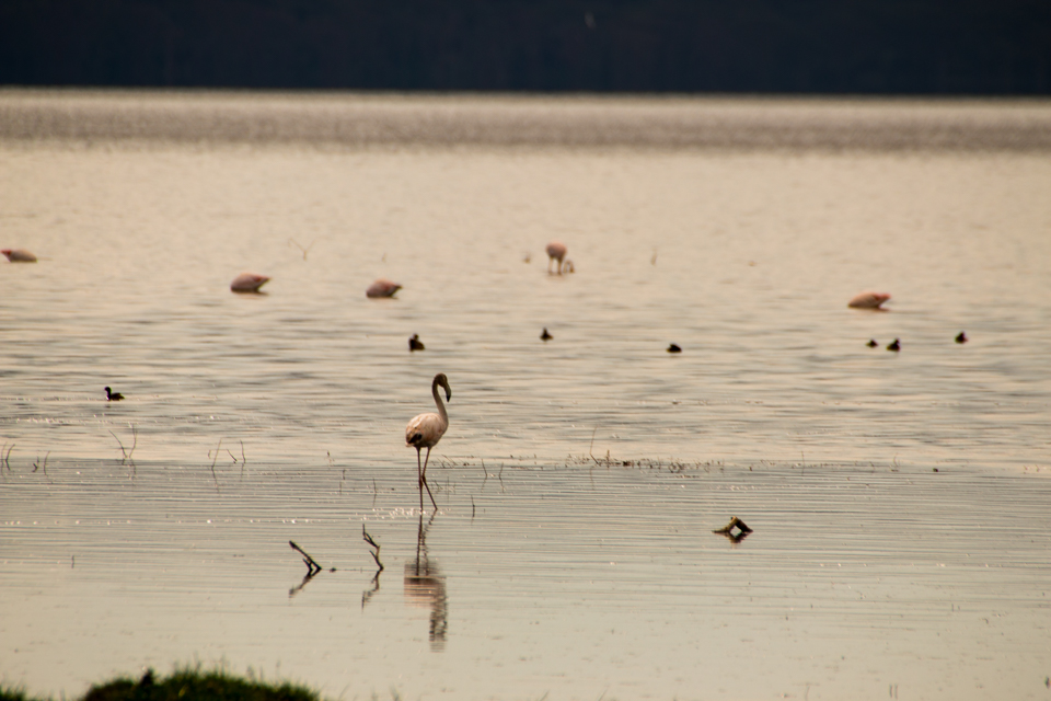 Flamingo-idyllisch-am-Lake-Nakuru