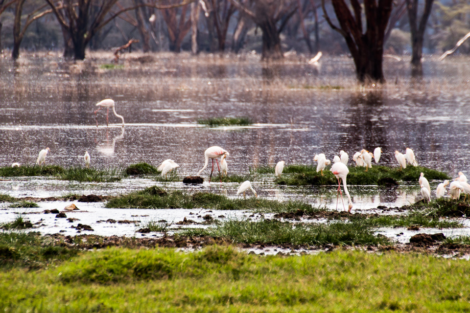 Flamingogruppe-LakeNakuru