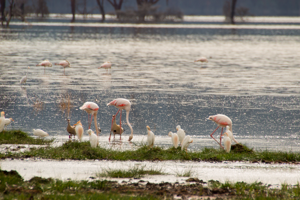 Flamingos-am-Lake-Nakuru-Afrika