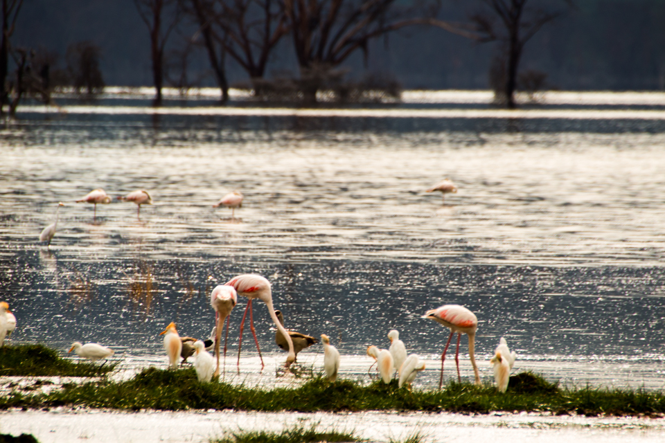 Flamingos-am-Lake-Nakuru