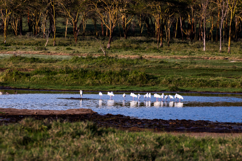 Flamingos-im-Flußlauf-Afrika-Lake-Nakuru
