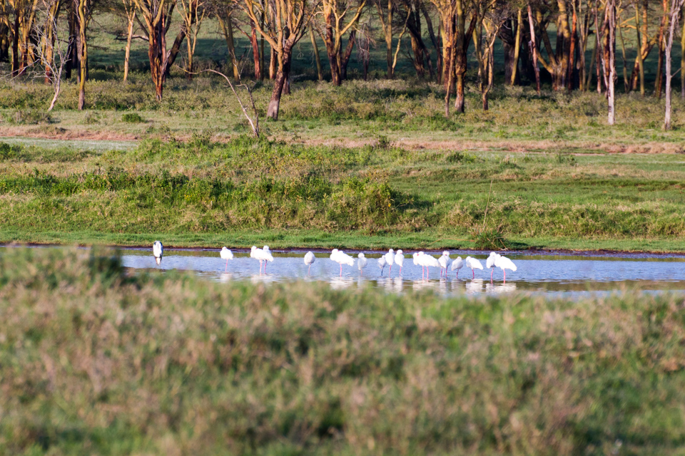Gruppe-Flamingos-im-See