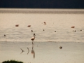 Flamingo-idyllisch-am-Lake-Nakuru