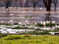 Flamingogruppe-LakeNakuru