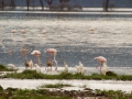 Flamingos-am-Lake-Nakuru-Afrika