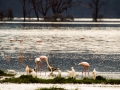 Flamingos-am-Lake-Nakuru