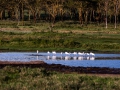 Flamingos-im-Flußlauf-Afrika-Lake-Nakuru