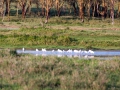 Gruppe-Flamingos-im-See