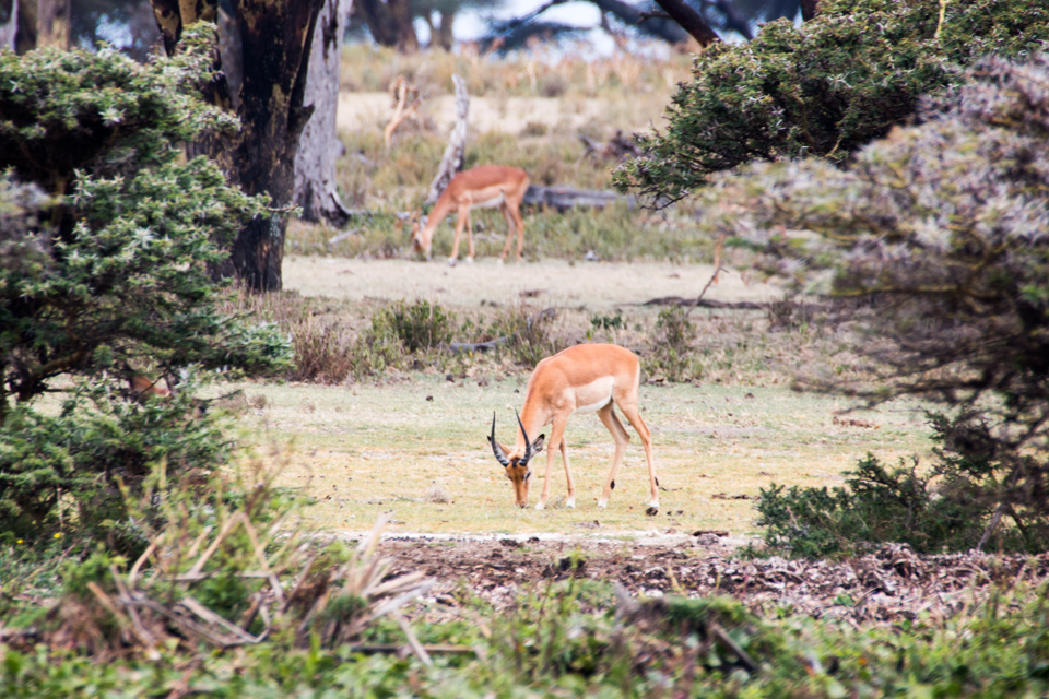 Gazelle-Afrika-Lake-Nakuru