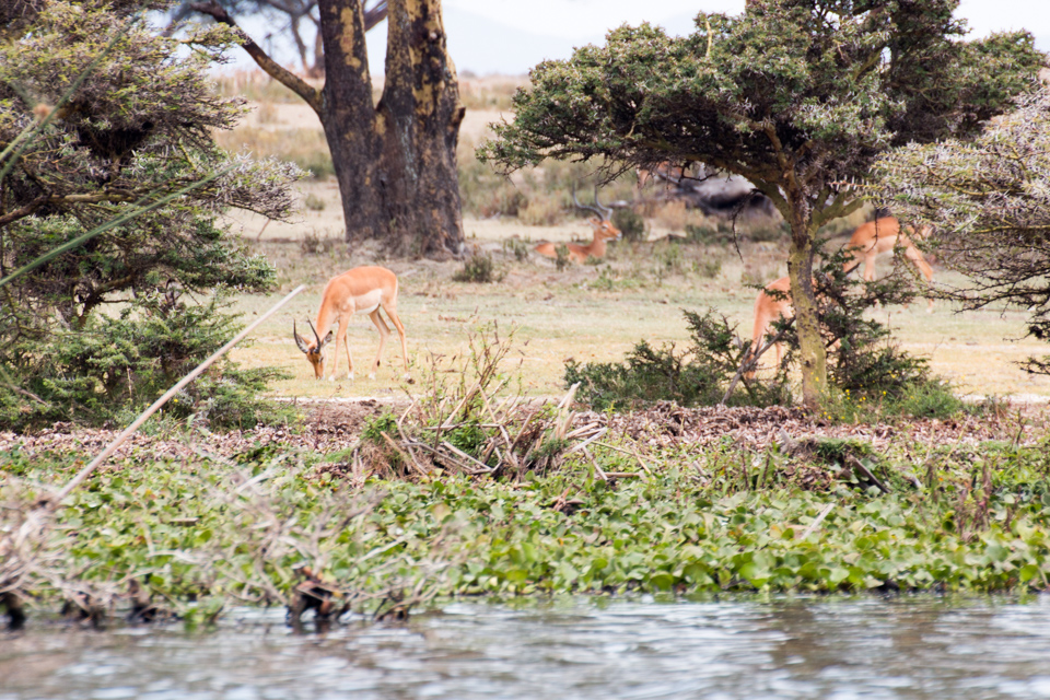 Gazelle-am-Ufer-Lake-Nakuru