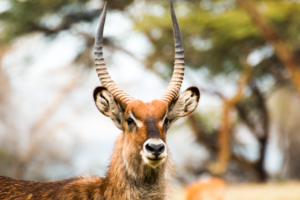 Lake-Nakuru-Gazelle-Portrait