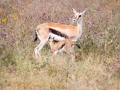 Gazelle (6)