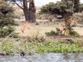 Gazelle-am-Ufer-Lake-Nakuru