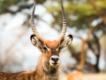 Lake-Nakuru-Gazelle-Portrait