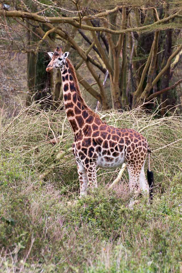 Giraffe (2)
