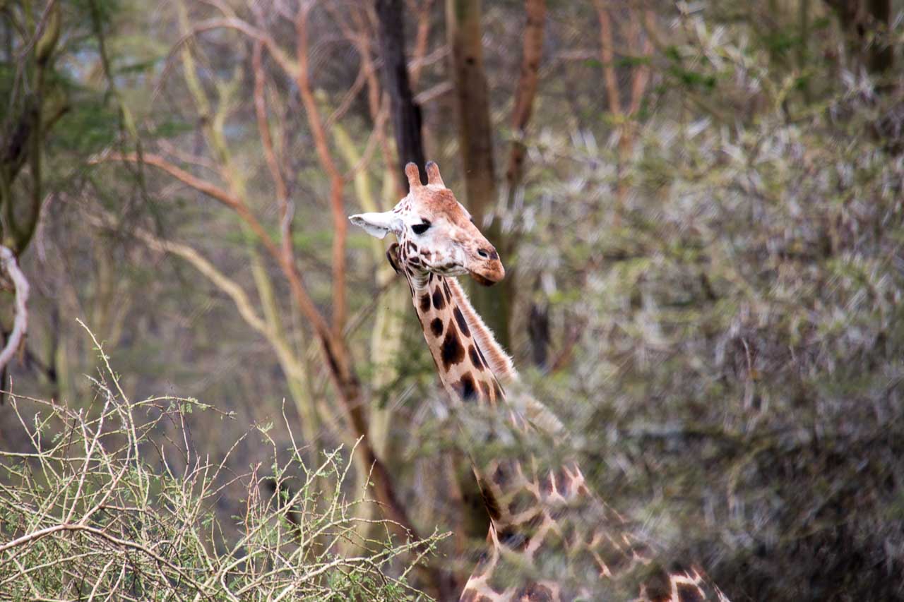 Giraffe (4)