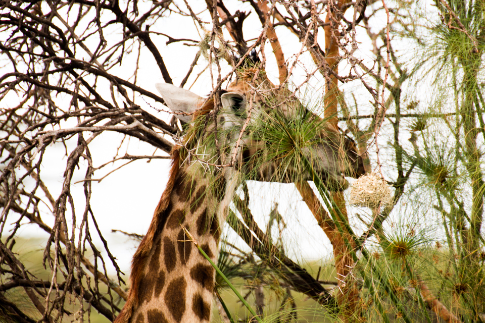 Giraffe-Hals-Lake-Nakuru