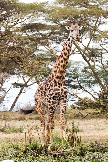 Giraffe-Portrait-Lake-Nakuru