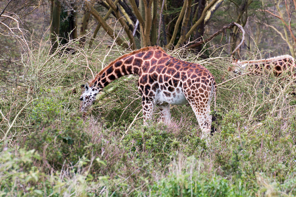 Giraffe-grasend-Lake-Nakuru