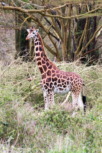 Lake-Nakuru-Giraffe-Portrait