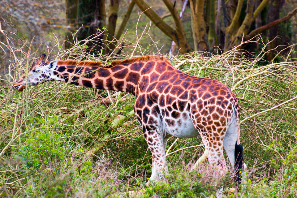Wildtier-Giraffe-am-Lake-Nakuru