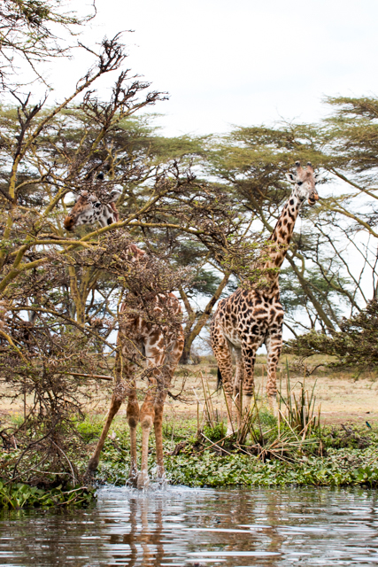 Zwei-Giraffen-Lake-Nakuru
