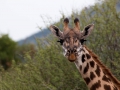 Giraffe (12)