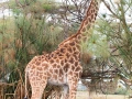 Giraffe (14)
