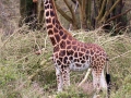 Giraffe (2)