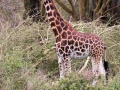 Giraffe (3)