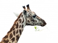 Giraffe-Kopf-Portrait